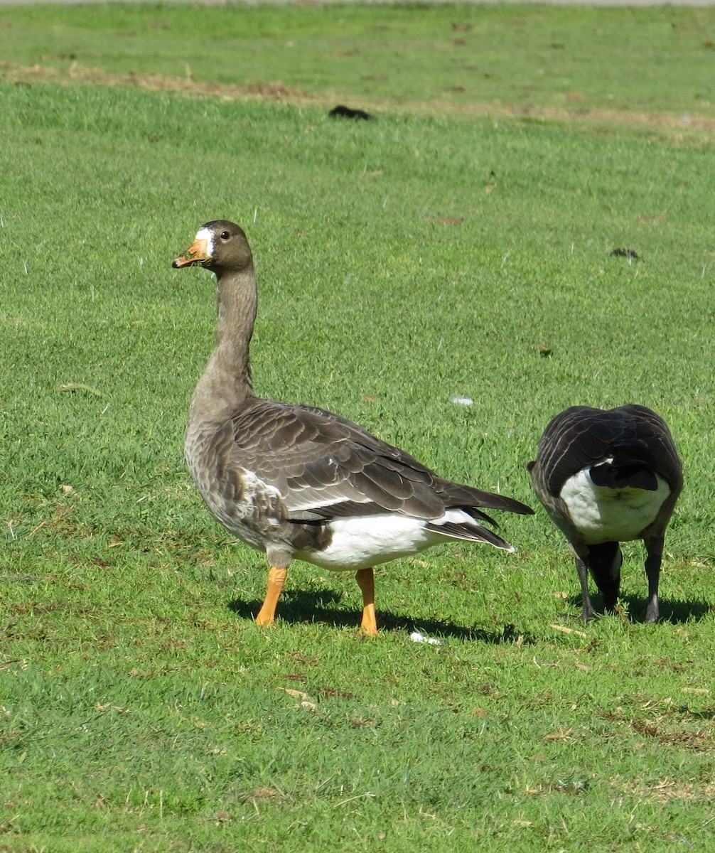 Greater White-fronted Goose - ML189670821