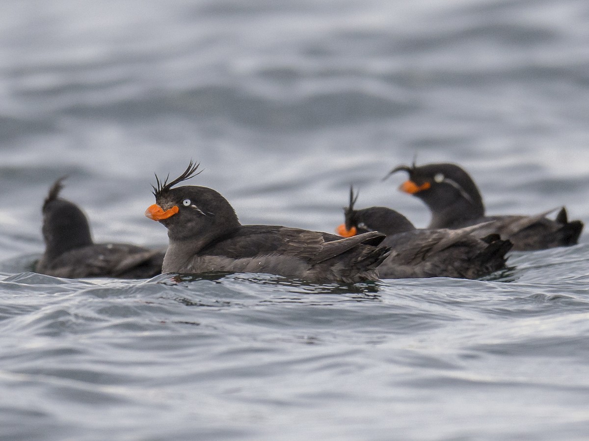 Crested Auklet - Aethia cristatella - Birds of the World