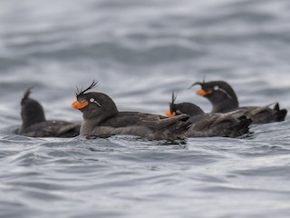  - Crested Auklet