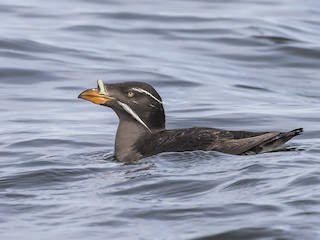  - Rhinoceros Auklet