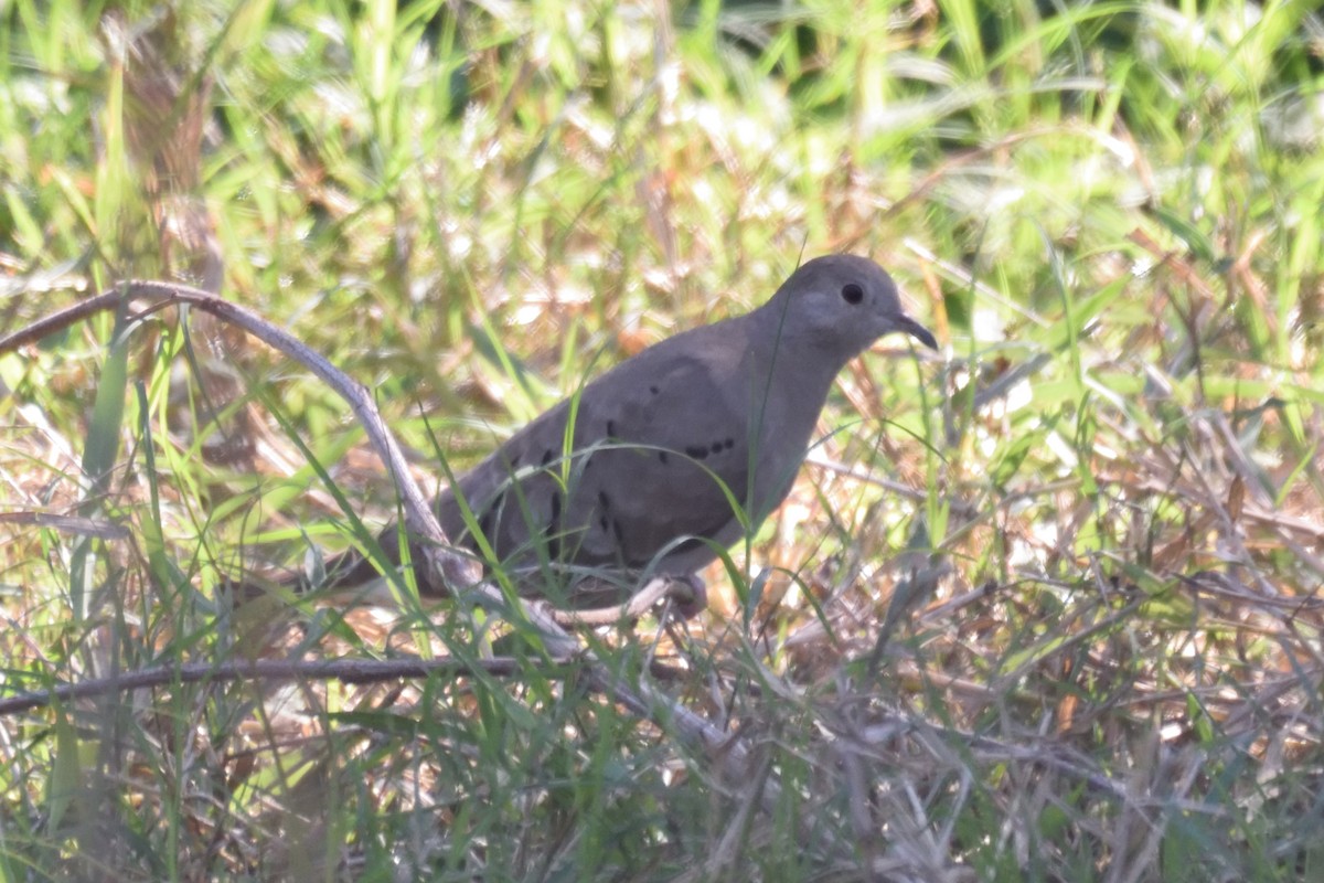 Ruddy Ground Dove - German Garcia