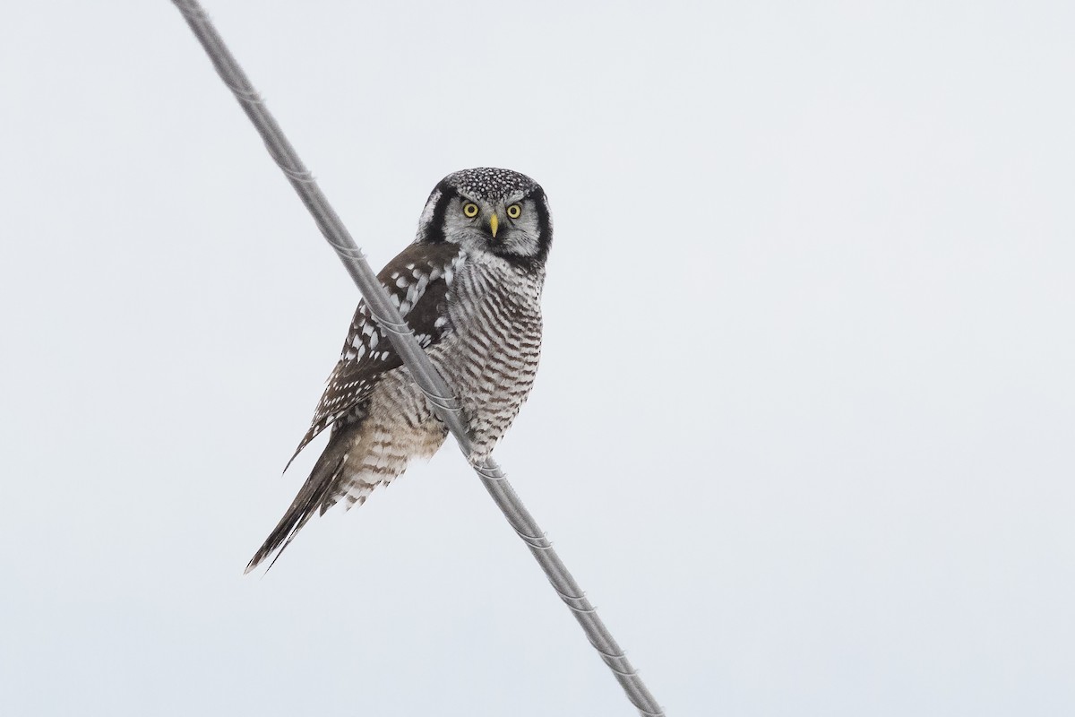 Northern Hawk Owl - ML189675441