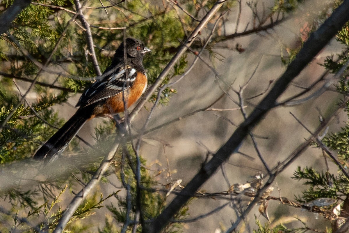 Spotted Towhee - ML189677651