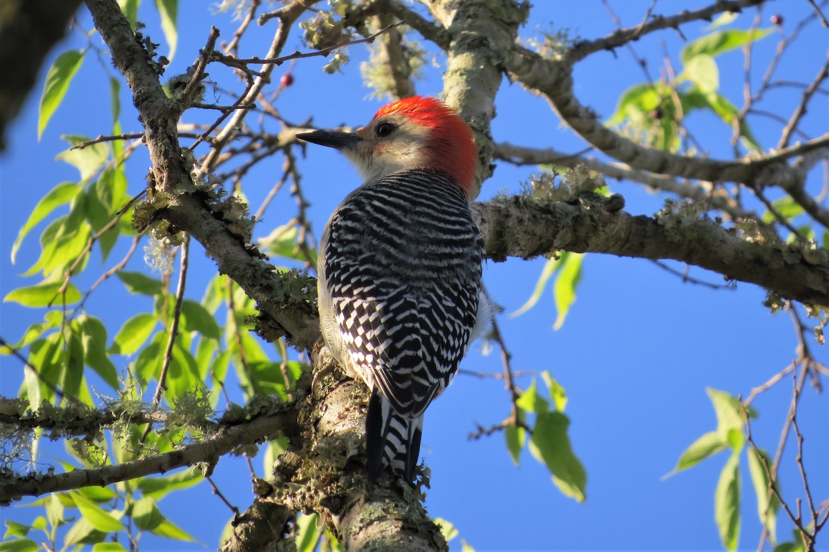 Red-bellied Woodpecker - Dominic Le Croissette