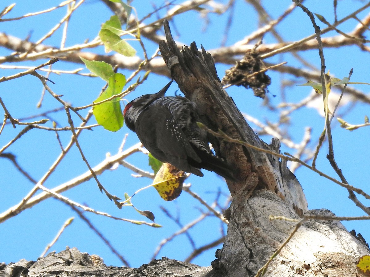 Arizona Woodpecker - ML189678551
