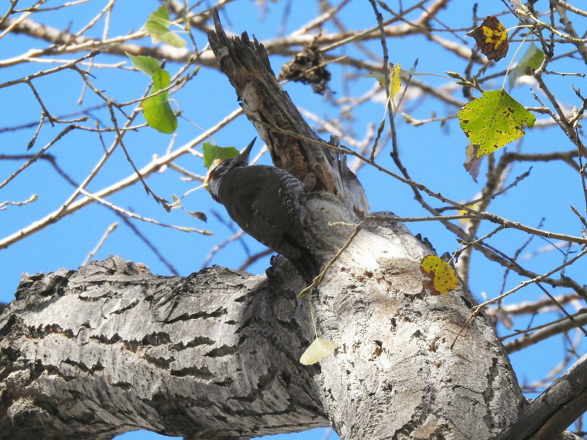 Arizona Woodpecker - ML189678791