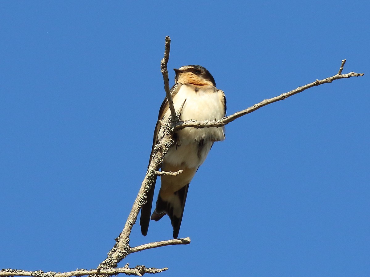 Barn Swallow - Doug Beach