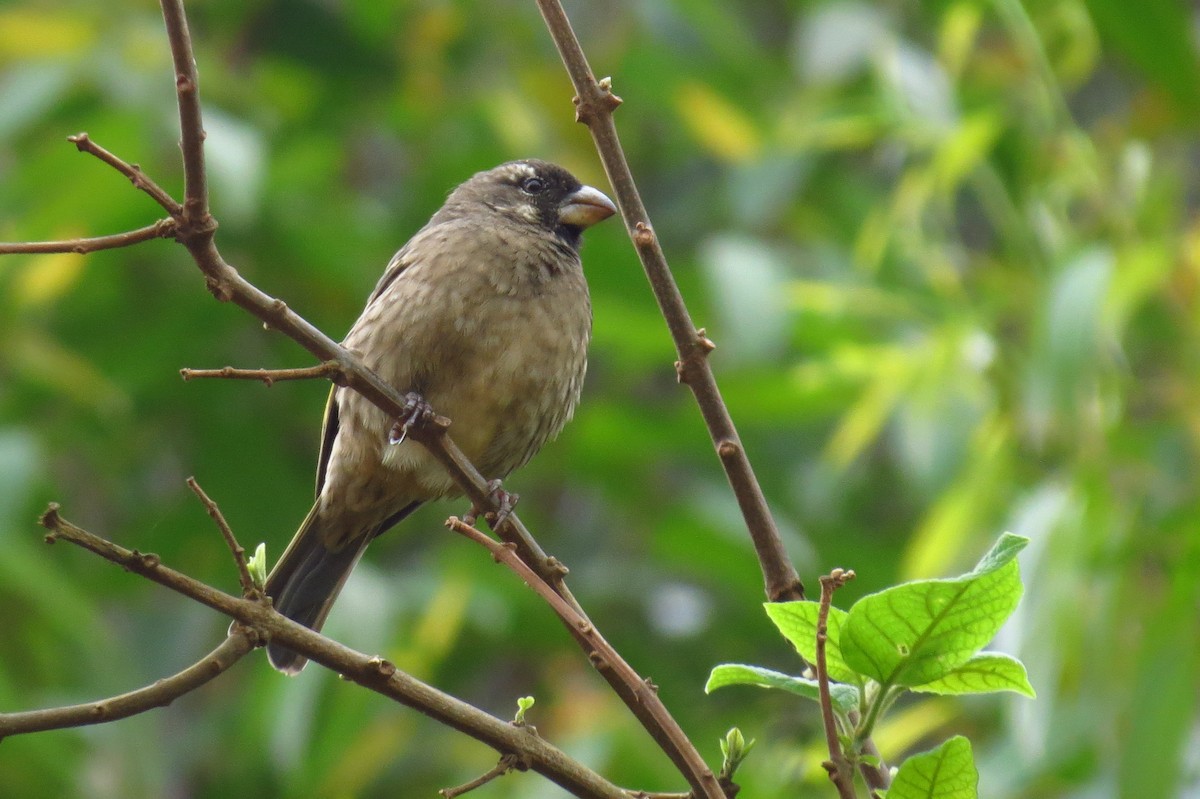 Thick-billed Seedeater - Rei Segali