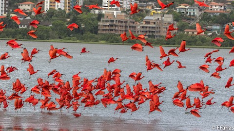 Scarlet Ibis - eBird