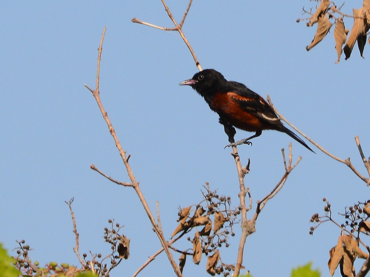 Orchard Oriole - ML189693181