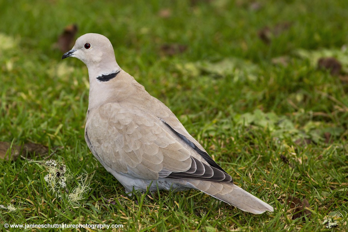 Eurasian Collared-Dove - Janine Schutt