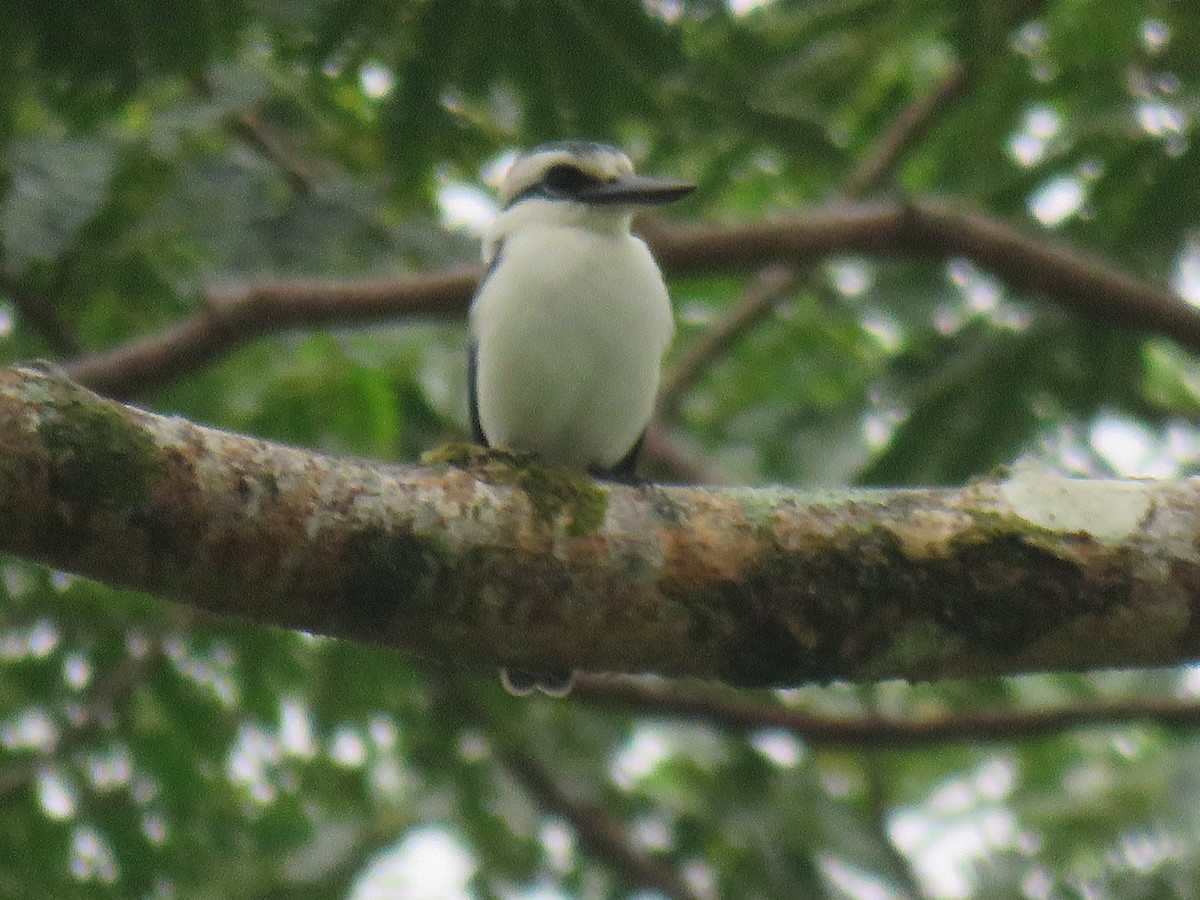 Chattering Kingfisher - ML189701821