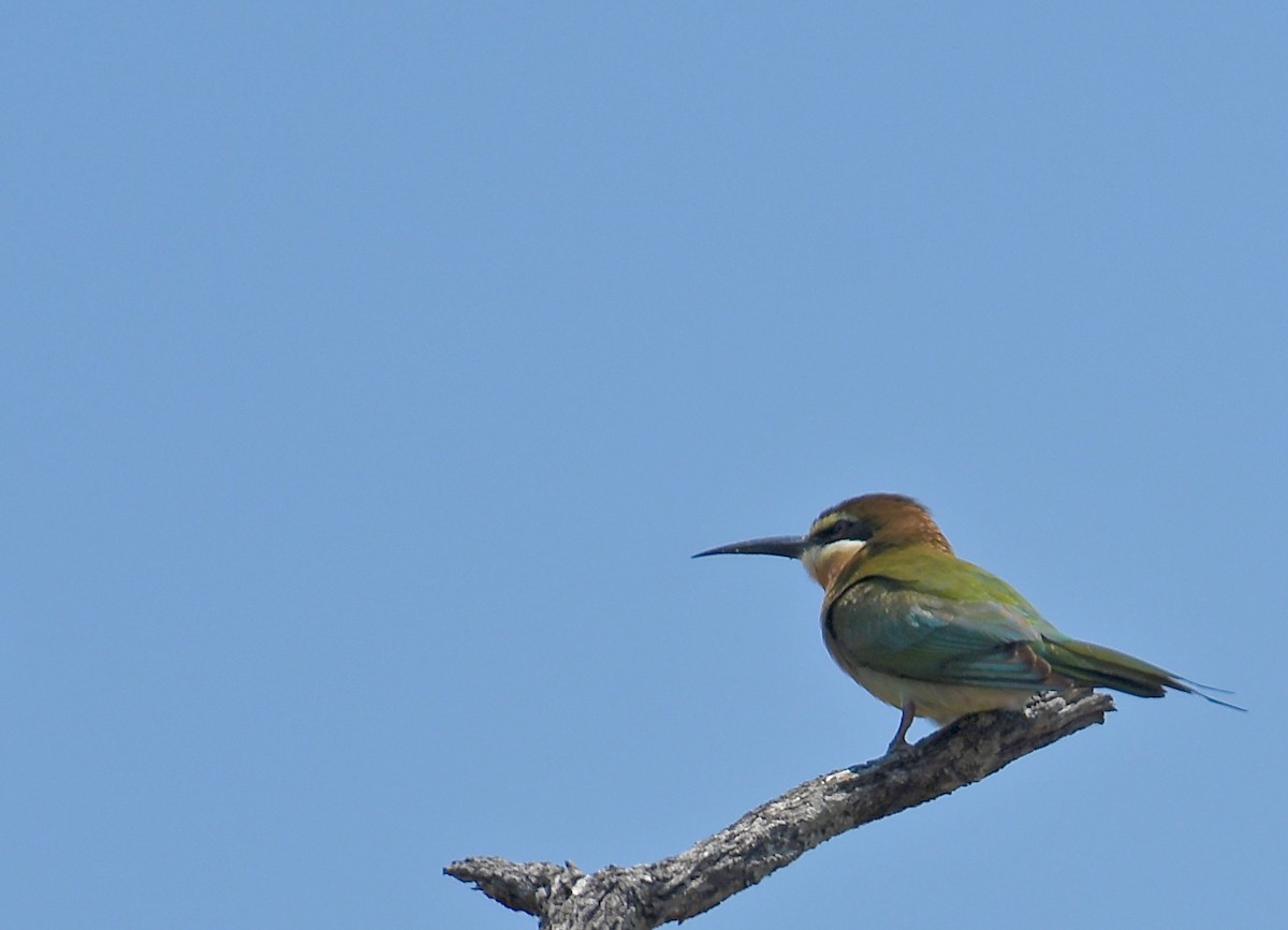 Madagascar Bee-eater - ML189703241