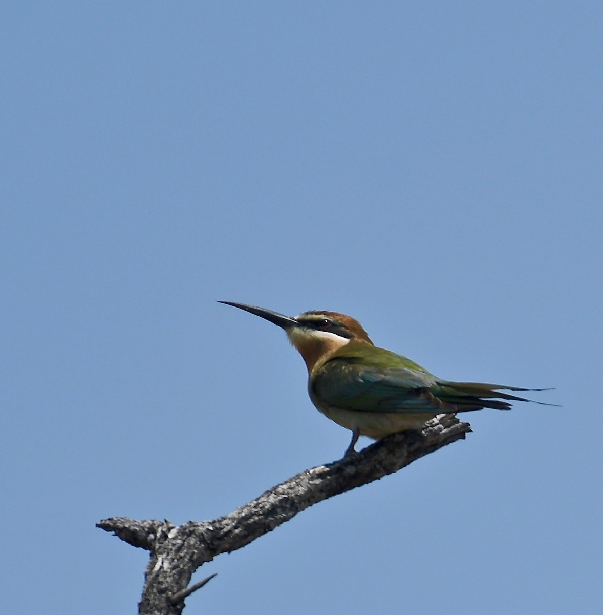Madagascar Bee-eater - ML189703291