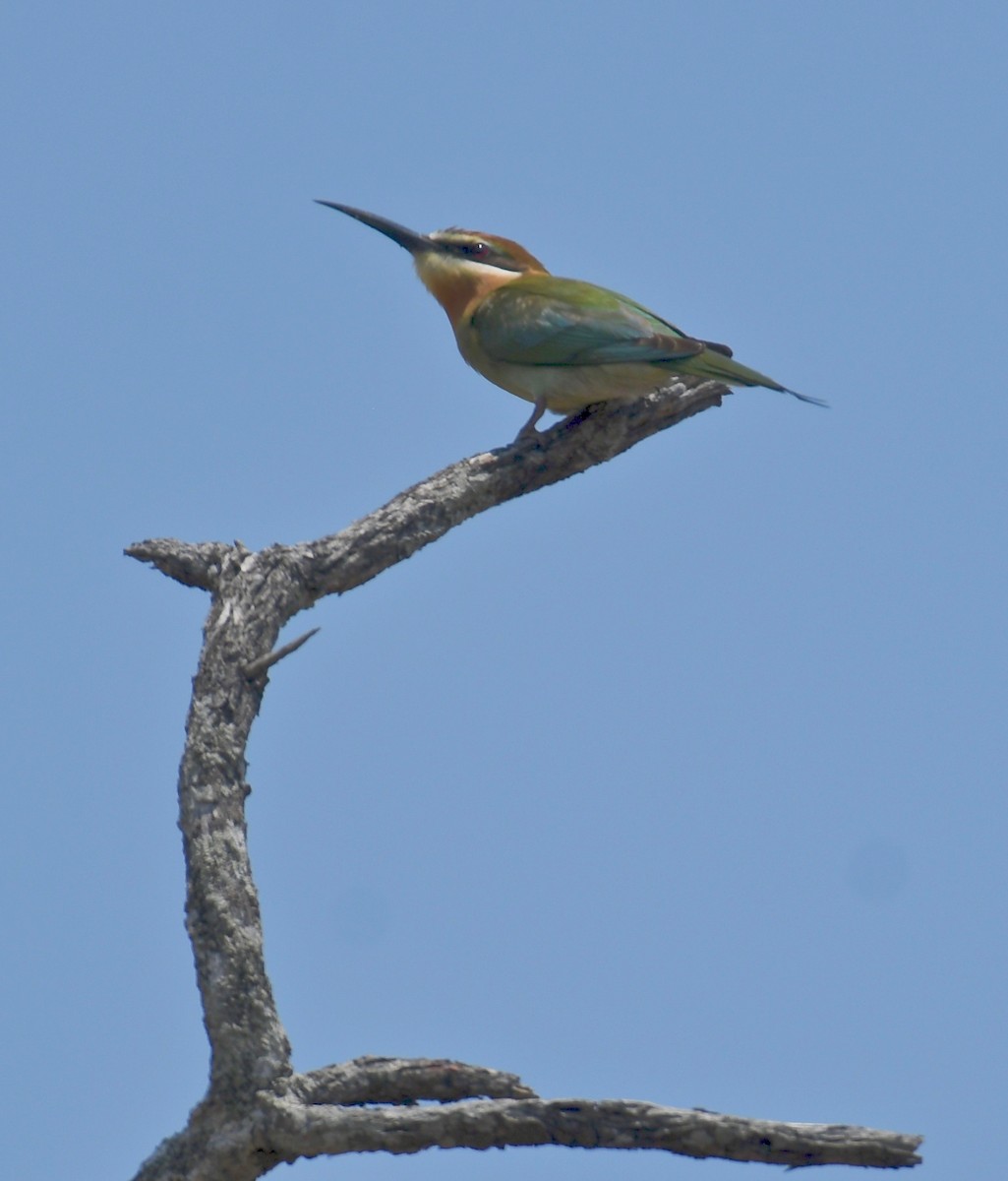 Madagascar Bee-eater - ML189703341