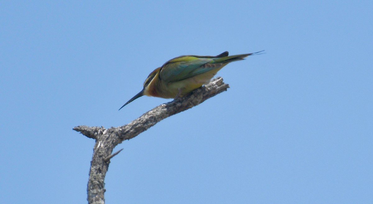 Madagascar Bee-eater - ML189703401
