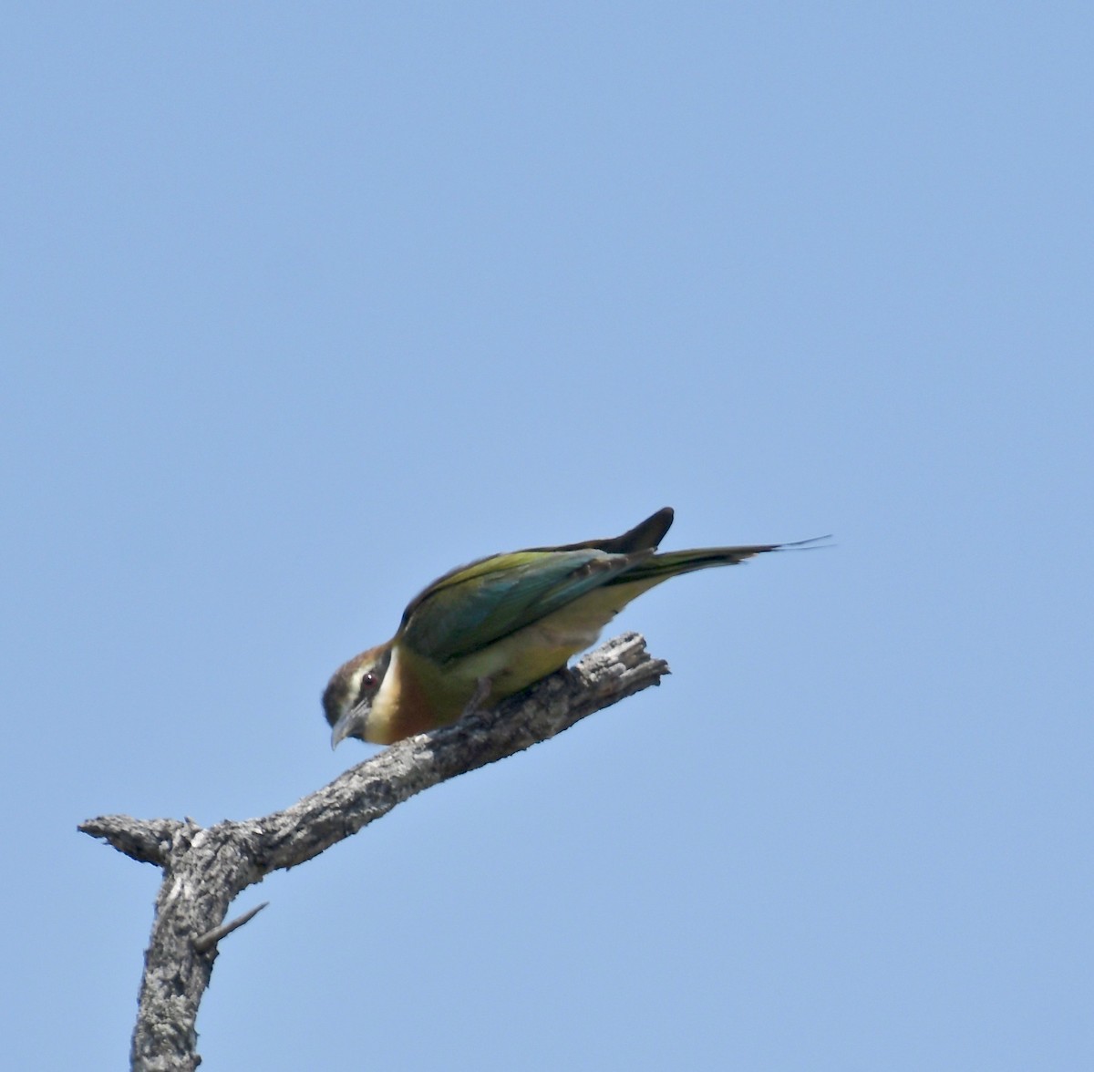 Madagascar Bee-eater - Theresa Bucher