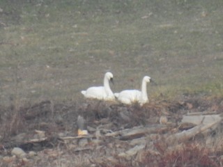 Tundra Swan, ML189709281