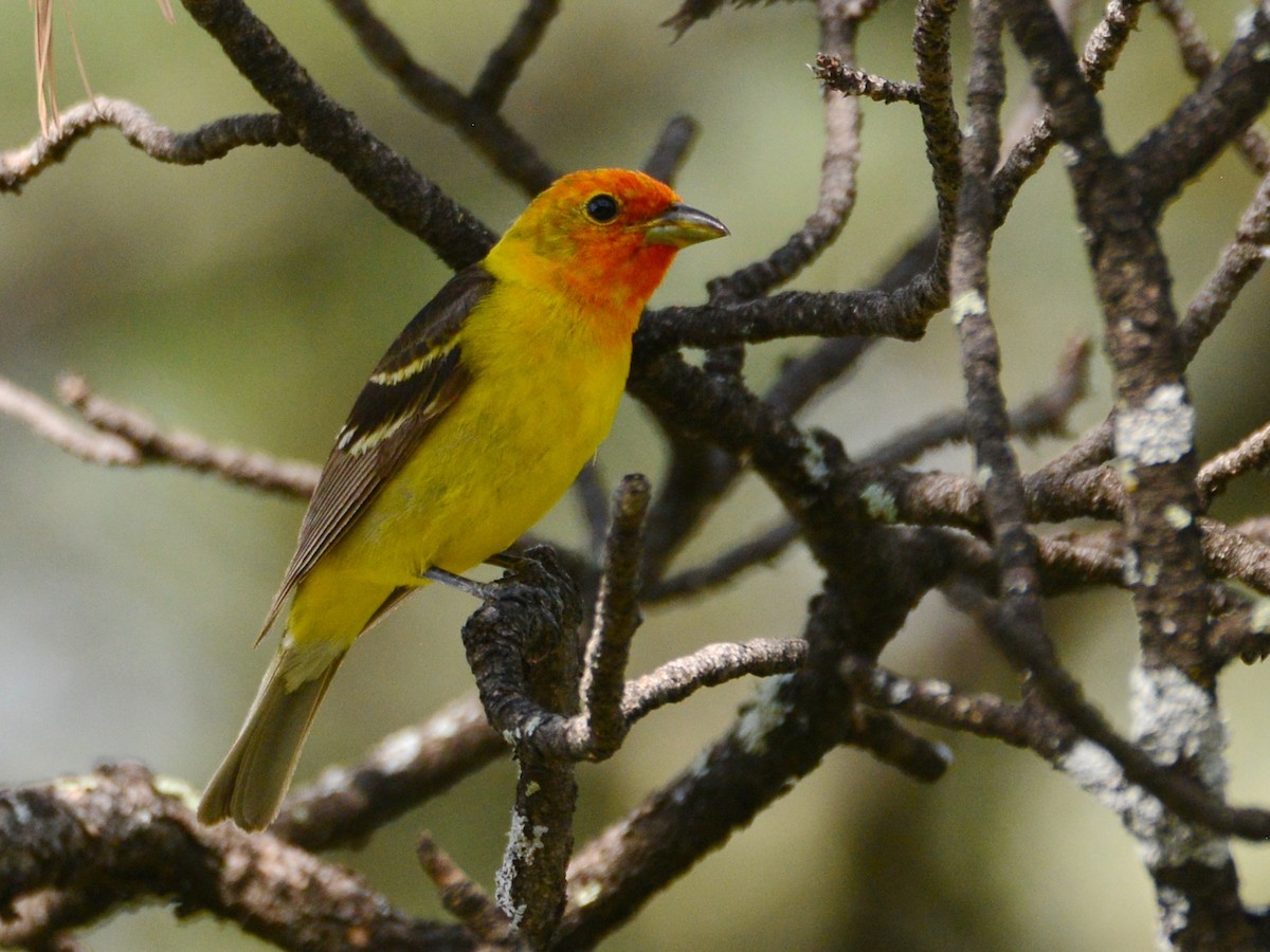 Western Tanager - ML189709931