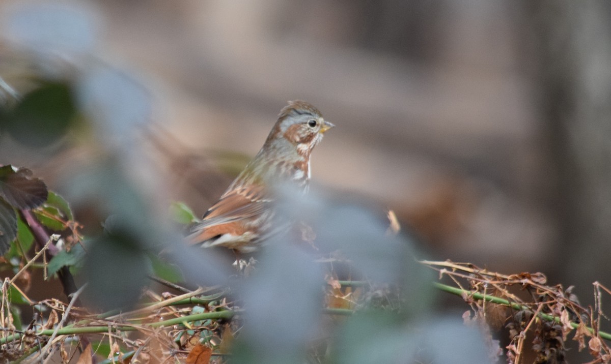 Fox Sparrow - Anne Mytych