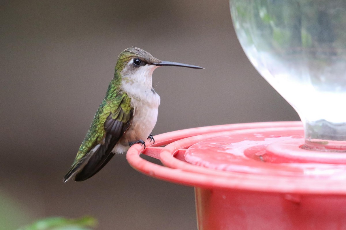 Ruby-throated Hummingbird - ML189711351