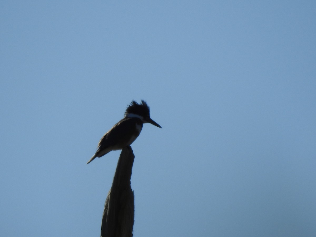 Belted Kingfisher - Bill Stanley