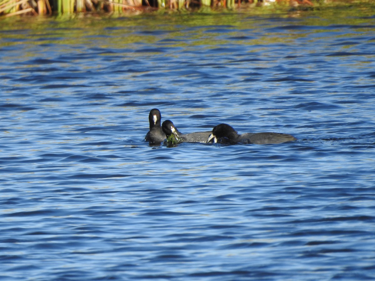American Coot (Red-shielded) - ML189714741