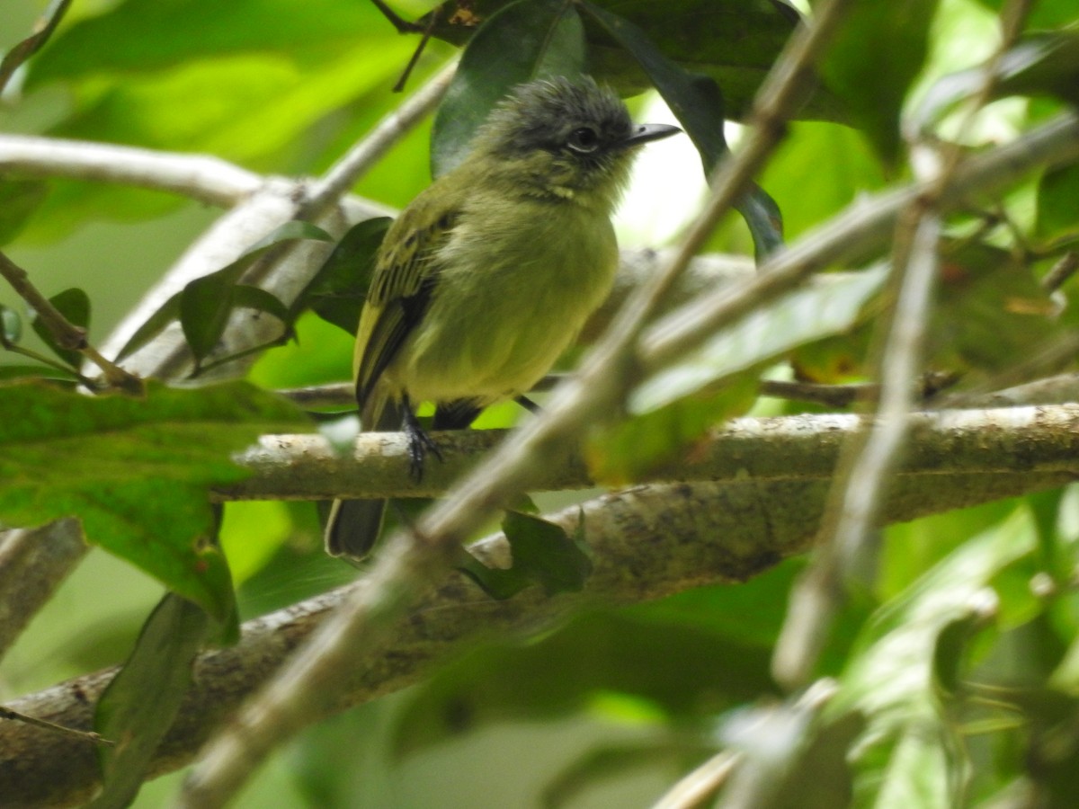 Gray-crowned Flatbill - ML189715761