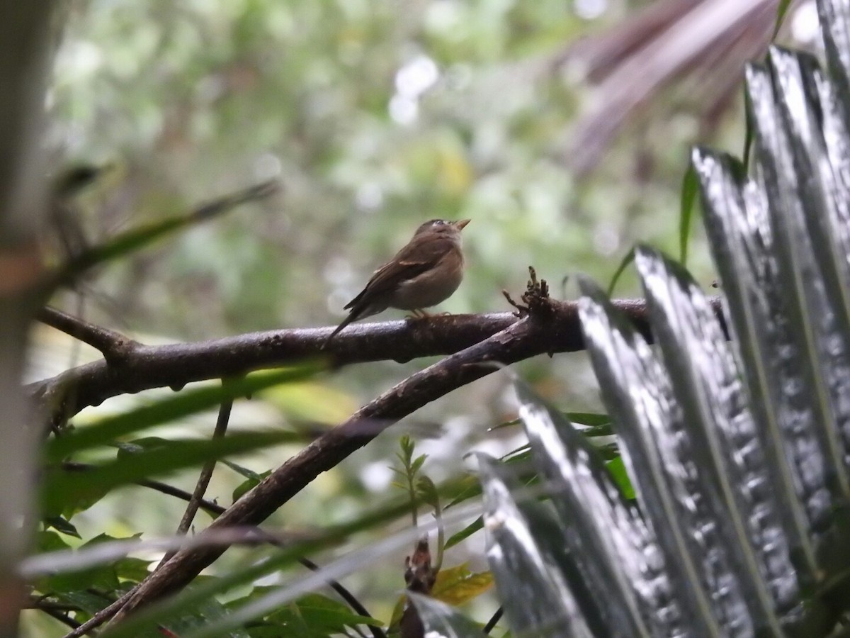 Brown-breasted Flycatcher - ML189718801