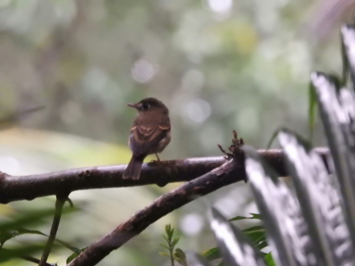 Brown-breasted Flycatcher - ML189718811