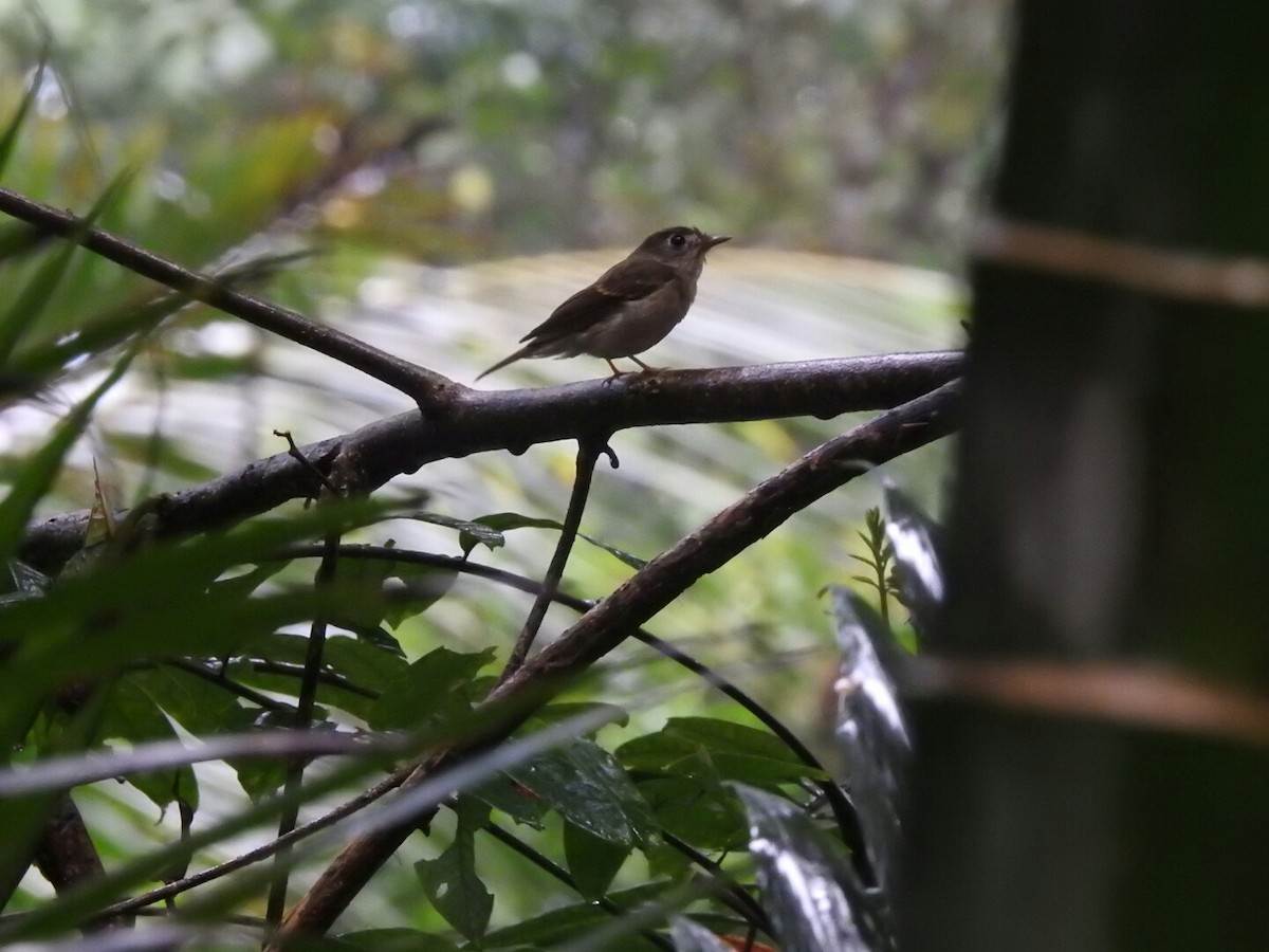 Brown-breasted Flycatcher - ML189718841