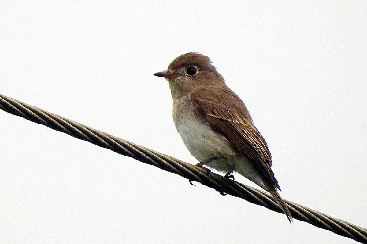 Asian Brown Flycatcher - Coimbatore Nature Society