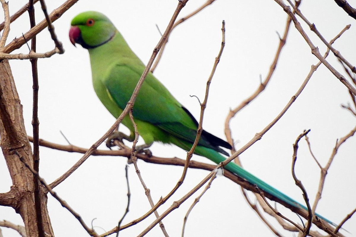 Rose-ringed Parakeet - Coimbatore Nature Society