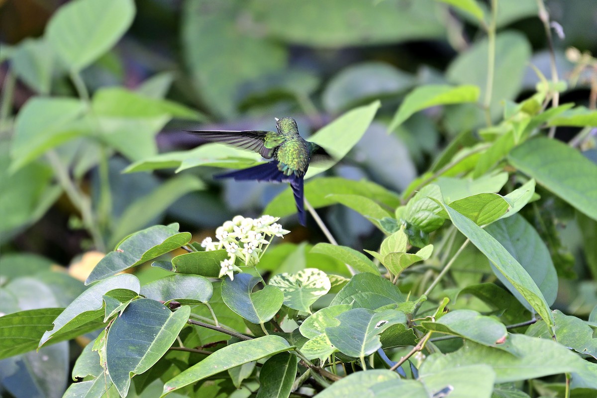 kolibřík cozumelský - ML189720681