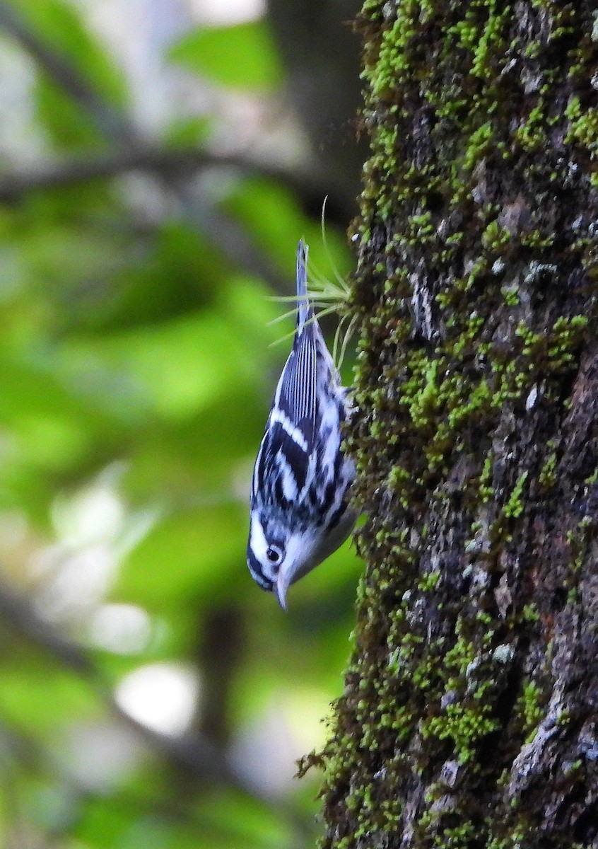 Black-and-white Warbler - ML189724761