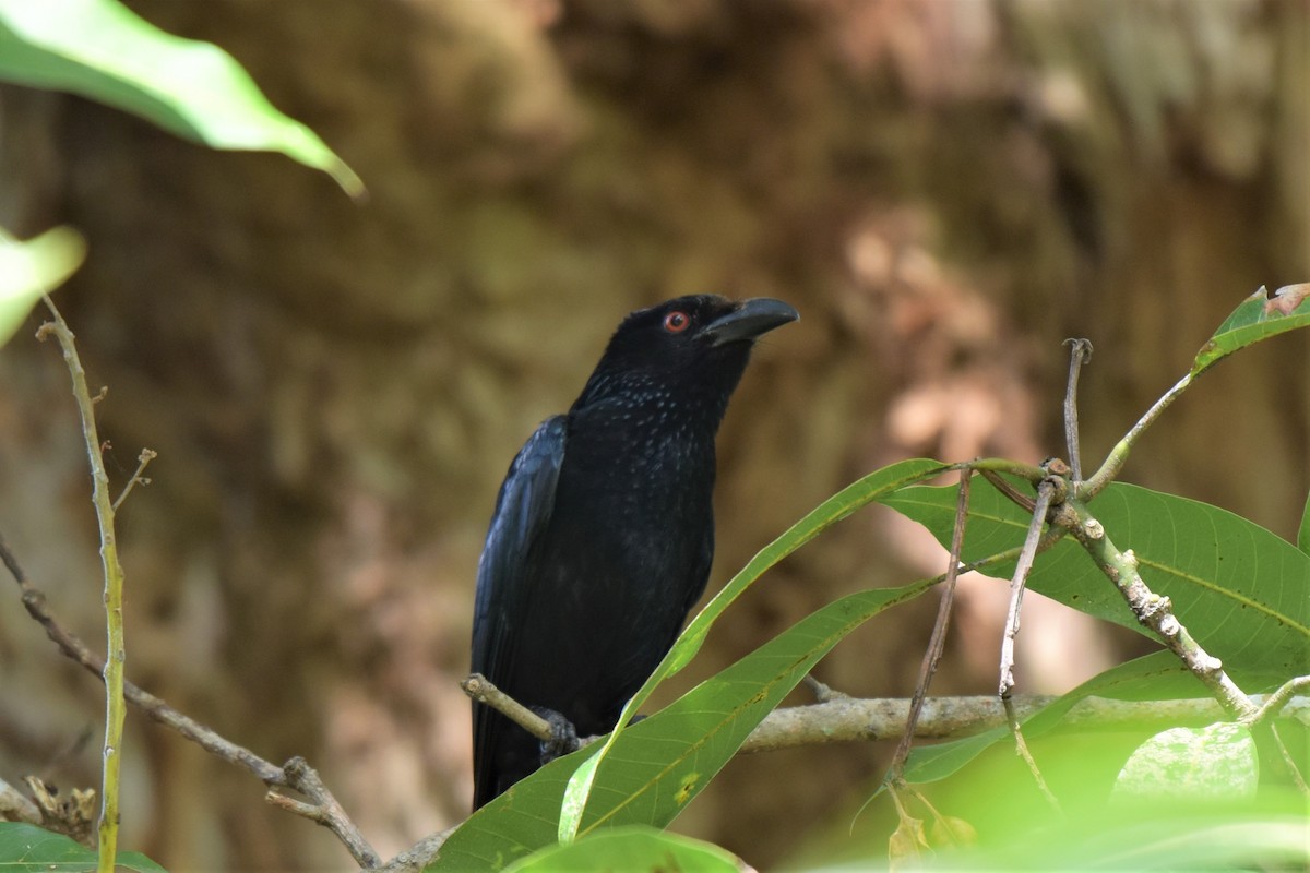 Spangled Drongo - T Norris