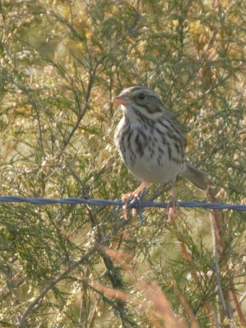 Savannah Sparrow - ML189727221