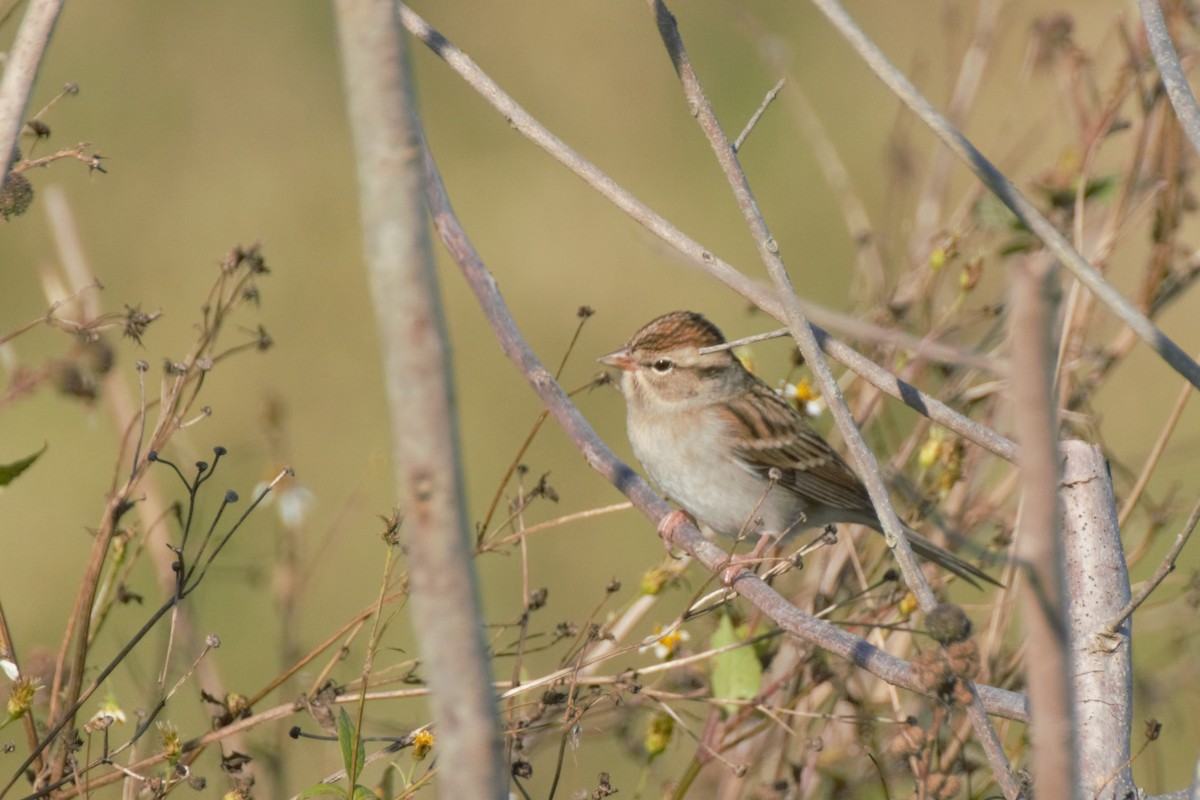 Chipping Sparrow - ML189728371