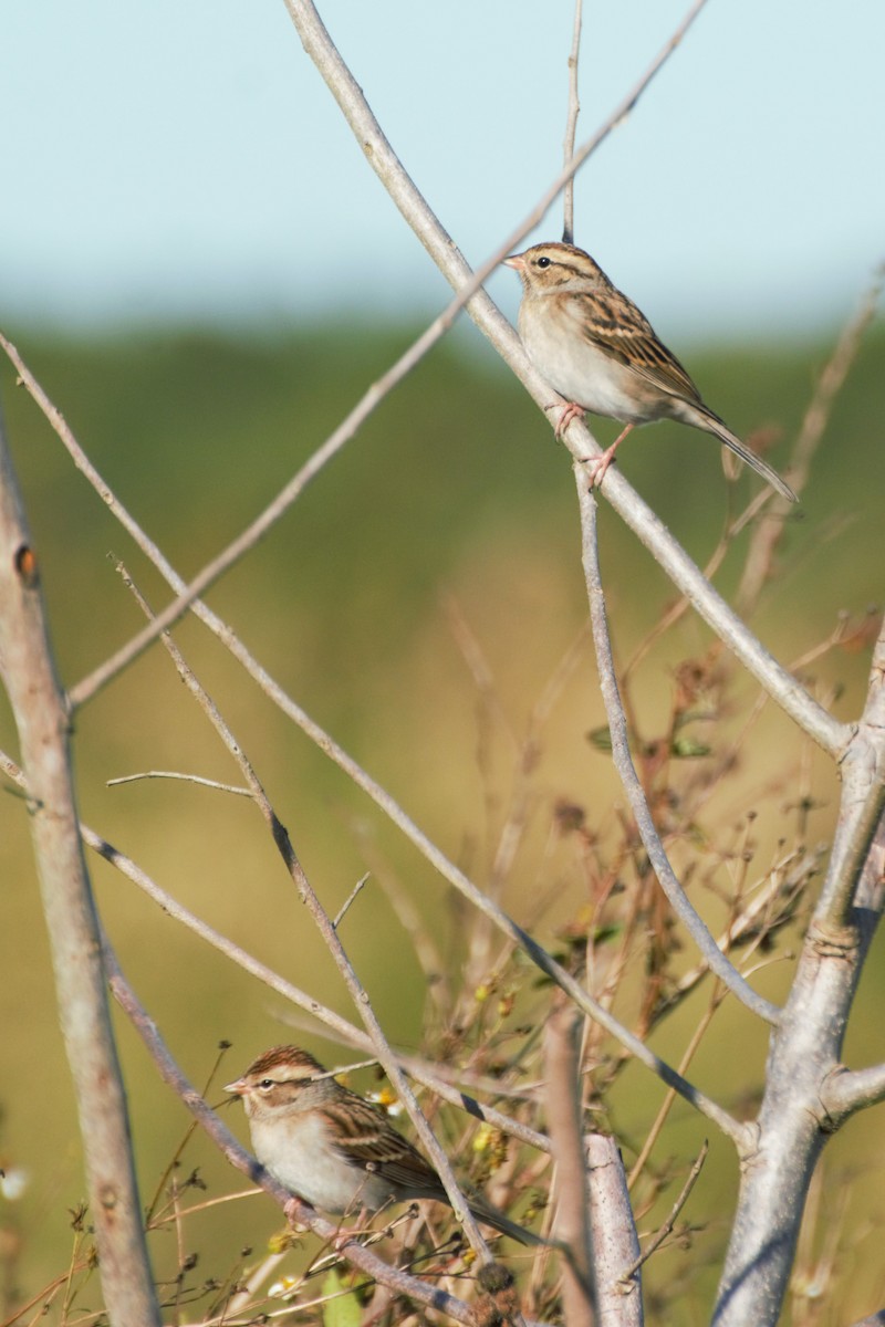 Chipping Sparrow - Ann Satterfield