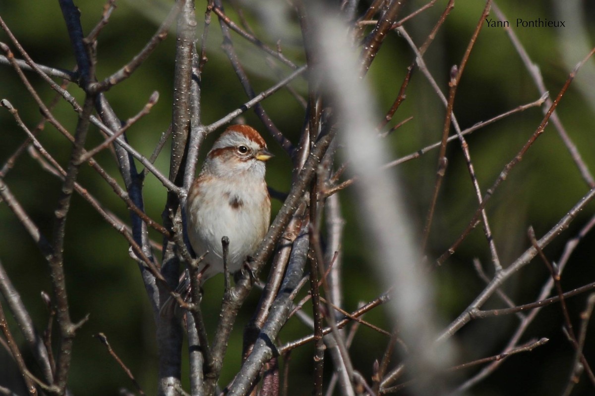 American Tree Sparrow - ML189729211