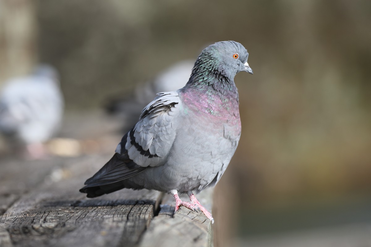 Rock Pigeon (Feral Pigeon) - Gord Watts