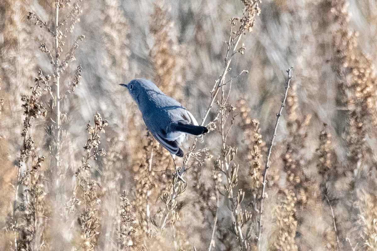 Blue-gray Gnatcatcher - ML189735191