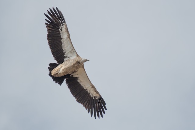 Possible confusion species: Himalayan Griffon (<em class="SciName notranslate">Gyps himalayensis</em>). - Himalayan Griffon - 