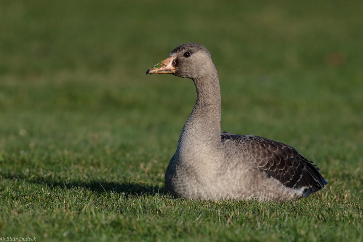 Greater White-fronted Goose - Blair Dudeck