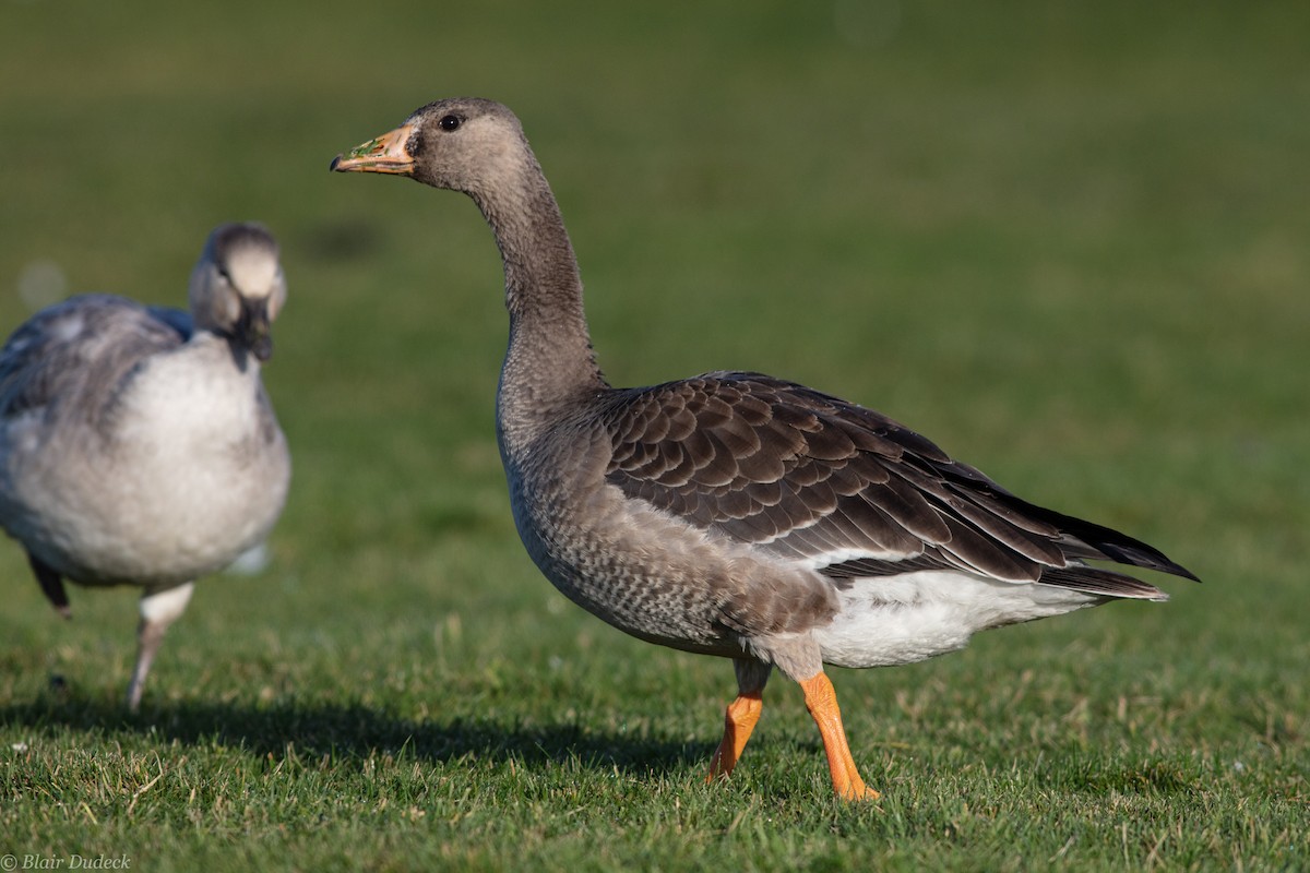 Greater White-fronted Goose - ML189738811