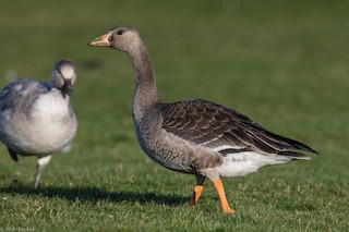 Greater White-fronted Goose, ML189738811