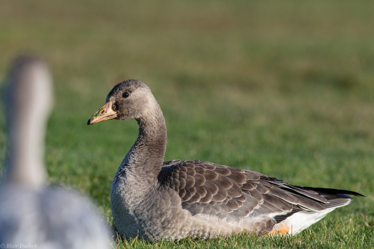Greater White-fronted Goose - ML189738821