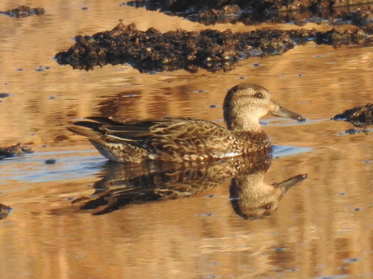 Green-winged Teal - Brian Johnson