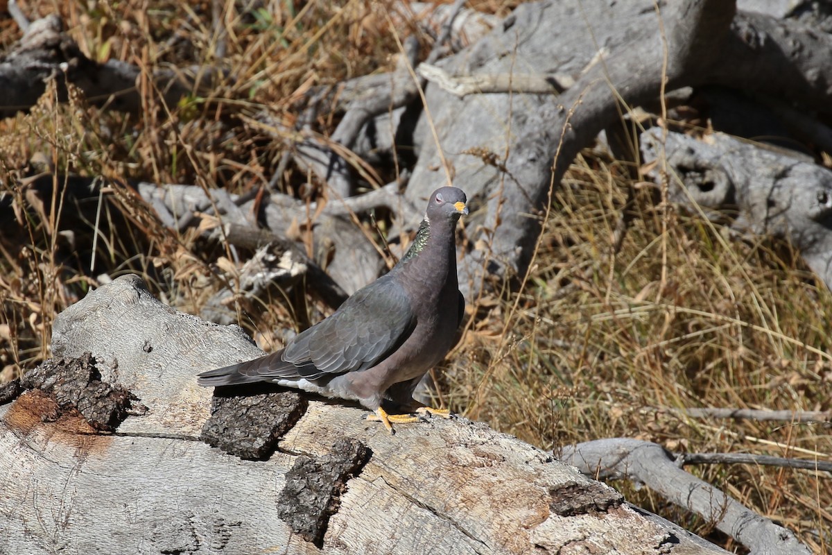 Band-tailed Pigeon - Alison Hiers