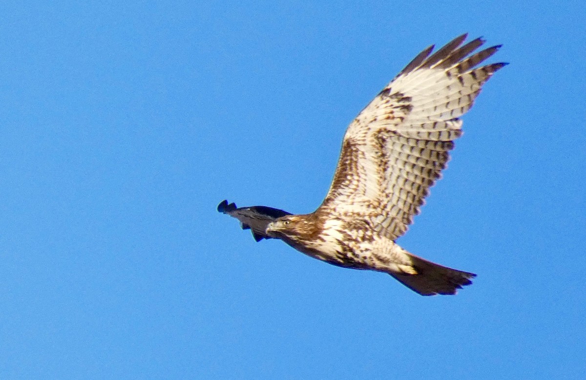 Red-tailed Hawk - ML189744451